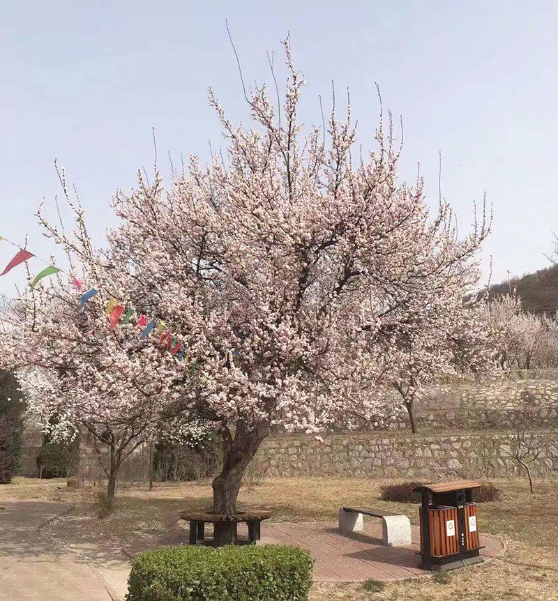 灵山聚龙洞-春景-109.jpg
